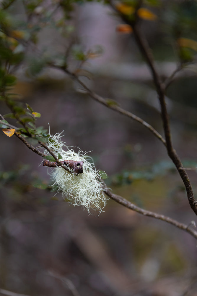 A close-up shot of Usnea lichen, also known as "old man's beard," hanging from a tree branch. The lichen is a pale green, stringy mass with a dark brown twig visible within it.