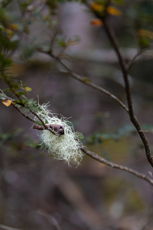 A close-up shot of Usnea lichen, also known as "old man's beard," hanging from a tree branch. The lichen is a pale green, stringy mass with a dark brown twig visible within it.