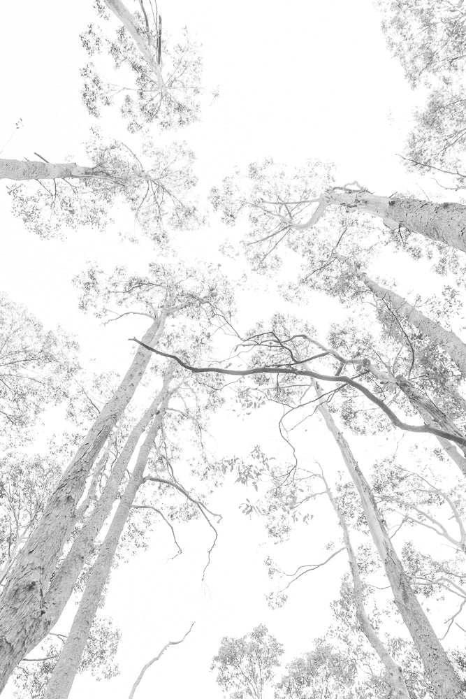 Looking up through tall eucalyptus trees with textured bark and sparse leaves against a bright white sky. The perspective emphasizes the height and canopy of the forest.