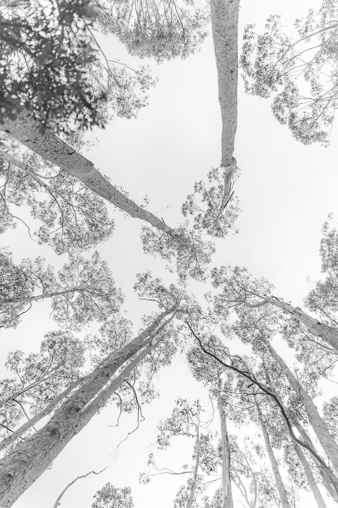 A low-angle, black and white shot looking up through a canopy of tall eucalyptus trees against a bright sky. The textured bark of the trunks and the delicate branches with sparse leaves create a striking pattern.