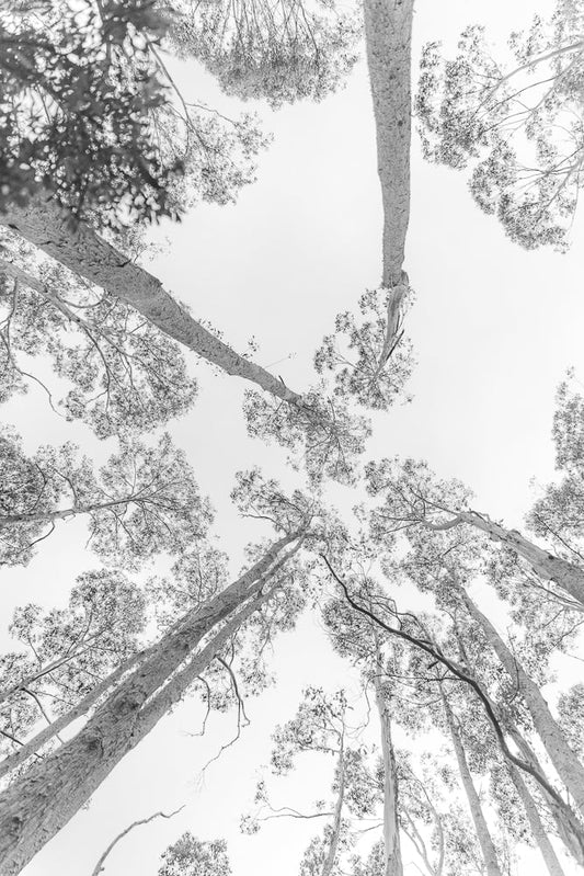 A low-angle, black and white shot looking up through a canopy of tall eucalyptus trees against a bright sky. The textured bark of the trunks and the delicate branches with sparse leaves create a striking pattern.