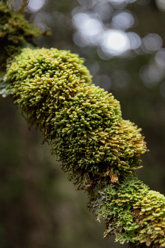 A close-up shot of a tree branch covered in vibrant green moss and lichen. The moss appears soft and dense, with individual strands clearly visible. The lichen adds texture with its intricate, leafy patterns. The background is softly blurred, creating a bokeh effect with circles of light.