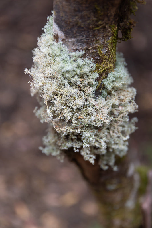 A close-up shot of a tree branch covered in pale green and white lichen. The lichen has a delicate, branching structure, resembling fine lace or coral. Some patches of green moss are also visible on the bark.