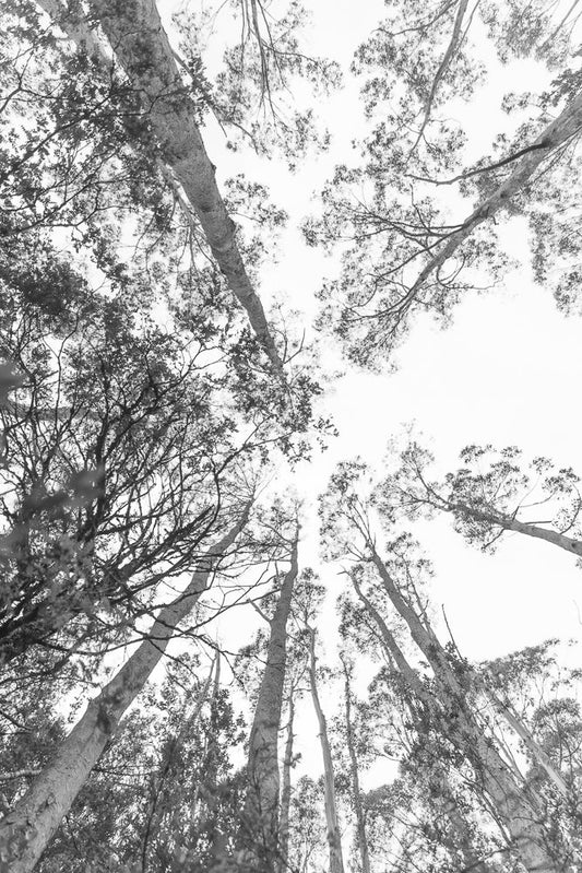 A low-angle, black and white shot looking up at tall trees with a bright sky in the background. The branches and leaves of the trees create a canopy overhead.