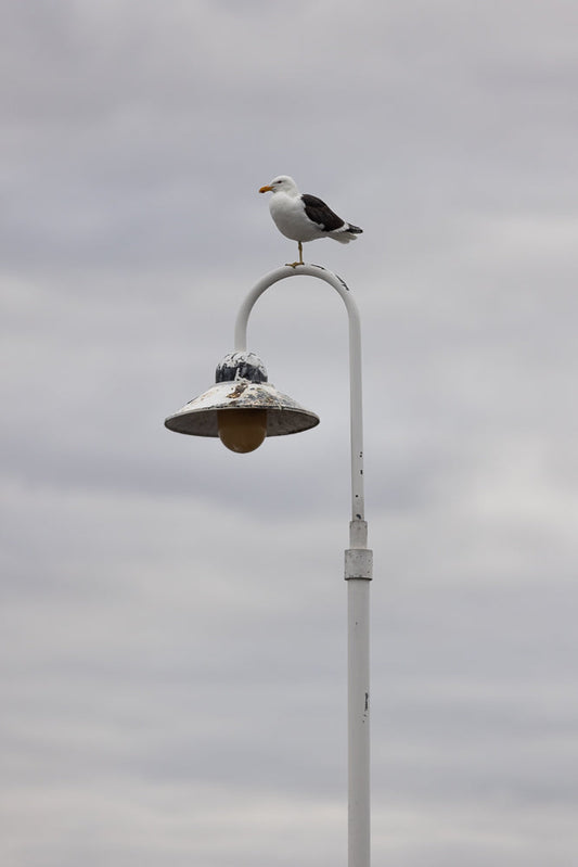 A seagull stands perched on top of a white lamppost against a cloudy sky. The lamppost has a weathered, conical shade with a yellow bulb.