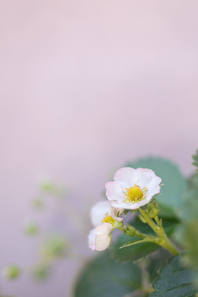 A close-up of two delicate white strawberry blossoms with yellow centers, set against a soft, out-of-focus pink and green background. The petals are slightly tinged with pink.