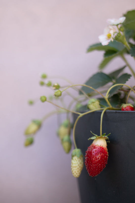 A close-up shot of a ripe strawberry hanging from a plant in a dark pot. The strawberry is red with visible seeds and a green leafy top. Several unripe green strawberries and white flowers are blurred in the background.