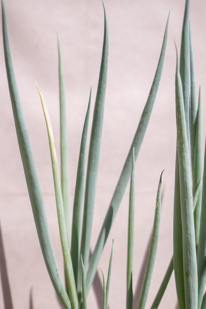 Close-up of green onion stalks with a light pink background. The stalks are various shades of green and some have a slight yellow tint. The image is focused on the texture and shape of the plants.