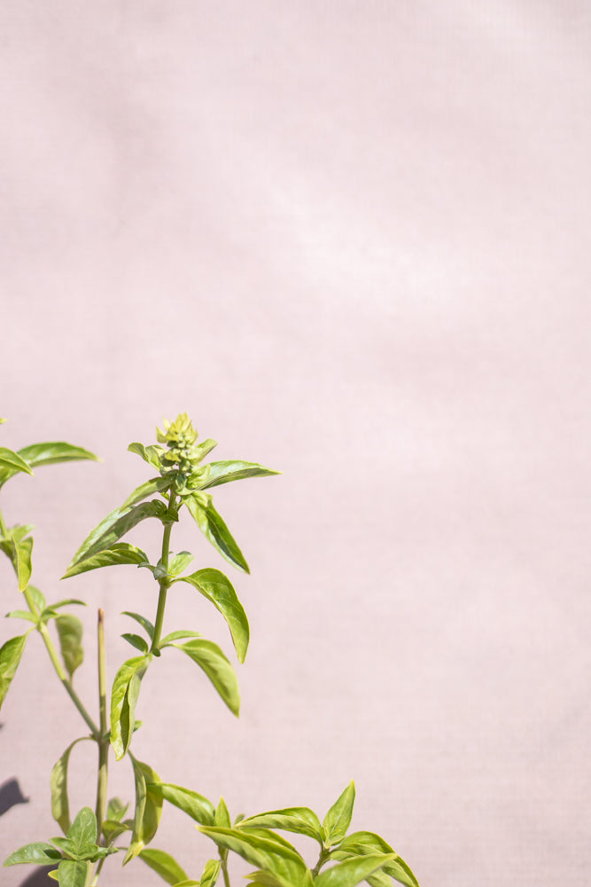 A close-up shot of a basil plant with vibrant green leaves and a budding flower spike against a soft, light pink background. The plant is positioned in the lower left corner, with ample negative space in the upper right.