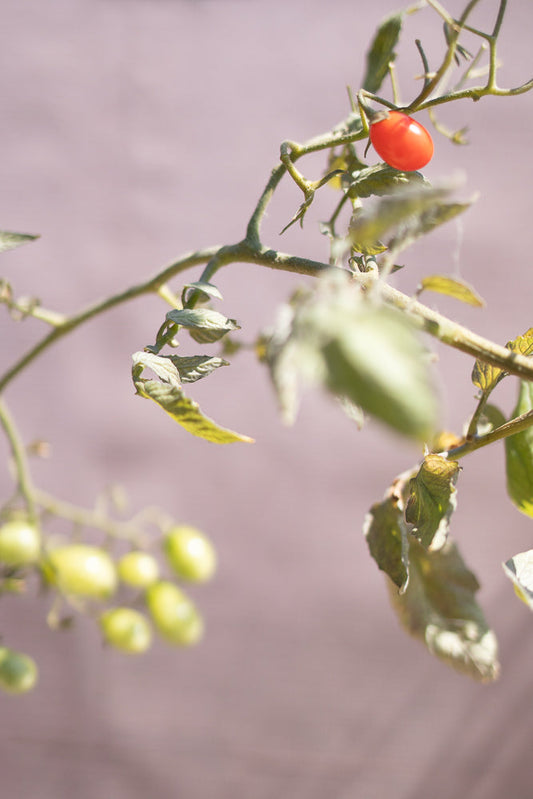A single ripe red cherry tomato hangs from a vine, with a cluster of unripe green tomatoes blurred in the background.
