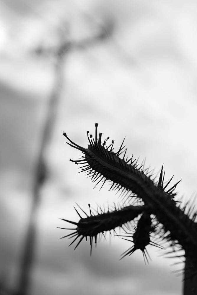 A close-up, black and white shot of a spiky succulent plant against a blurred, bright background. The sharp thorns of the plant are in focus, creating a stark contrast with the soft, out-of-focus sky.