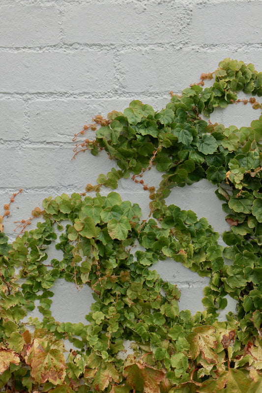 A close-up shot of green ivy leaves climbing up a white brick wall. Some of the leaves at the bottom are turning yellow and brown.
