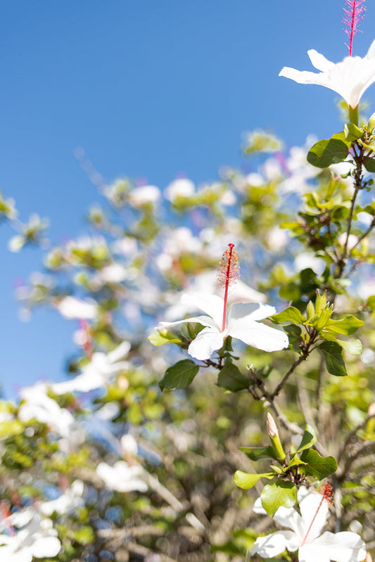 A close-up shot of a white hibiscus flower with a bright red stamen against a clear blue sky. The flower is in focus, with its delicate petals unfurling. The background is softly blurred, showing more white flowers and green foliage.