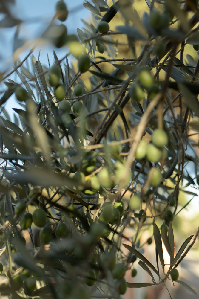A close-up, shallow depth of field shot of green olives on a branch. The olives and leaves are in focus, while the background is blurred.
