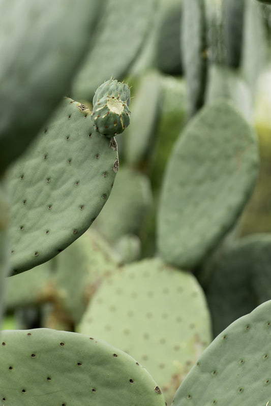 A close-up shot of a prickly pear cactus pad with a developing fruit at the top. The pad is green and covered in small brown spines.