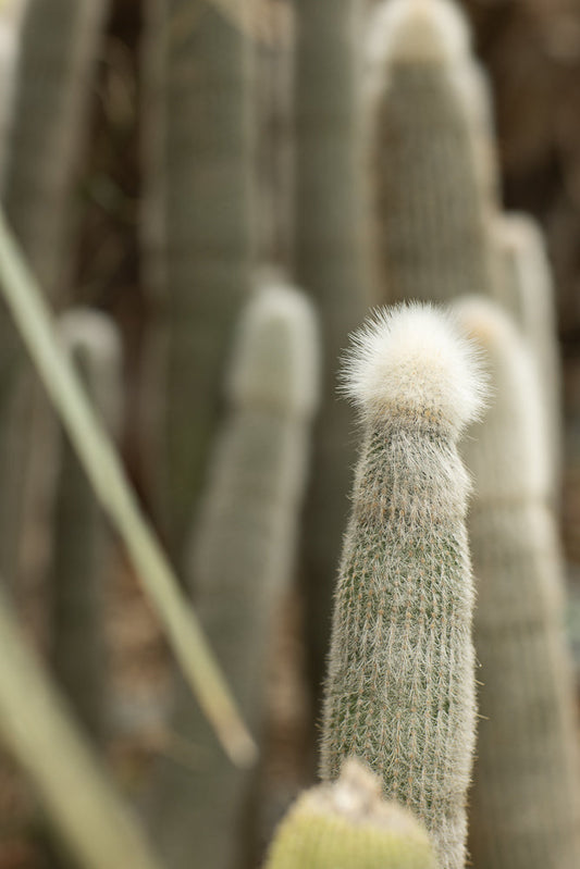 A close-up of a fuzzy cactus with a fluffy white top. The cactus is surrounded by other blurred cacti in the background.