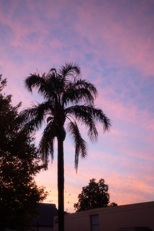 A silhouette of a palm tree against a pastel pink and purple sky. Several hot air balloons are visible in the distance.