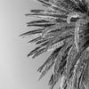 A black and white, low-angle shot of palm fronds against a clear sky. The fronds are detailed and feathery, with sunlight catching the edges.