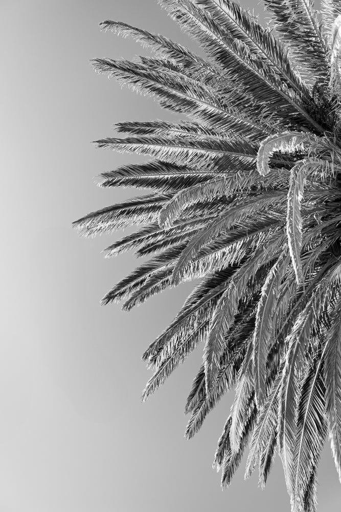 A black and white, low-angle shot of palm fronds against a clear sky. The fronds are detailed and feathery, with sunlight catching the edges.