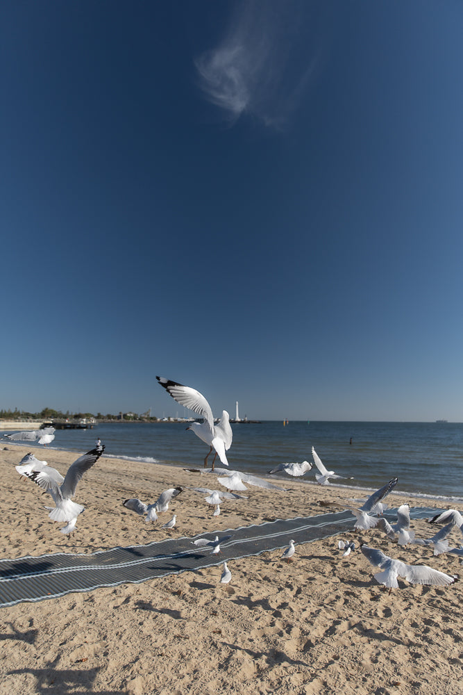 A flock of seagulls takes flight from a sandy beach under a clear blue sky. In the background, the ocean meets the horizon, with a distant lighthouse and pier visible.