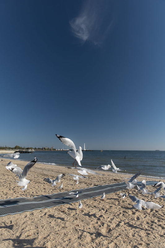 A flock of seagulls takes flight from a sandy beach under a clear blue sky. In the background, the ocean meets the horizon, with a distant lighthouse and pier visible.