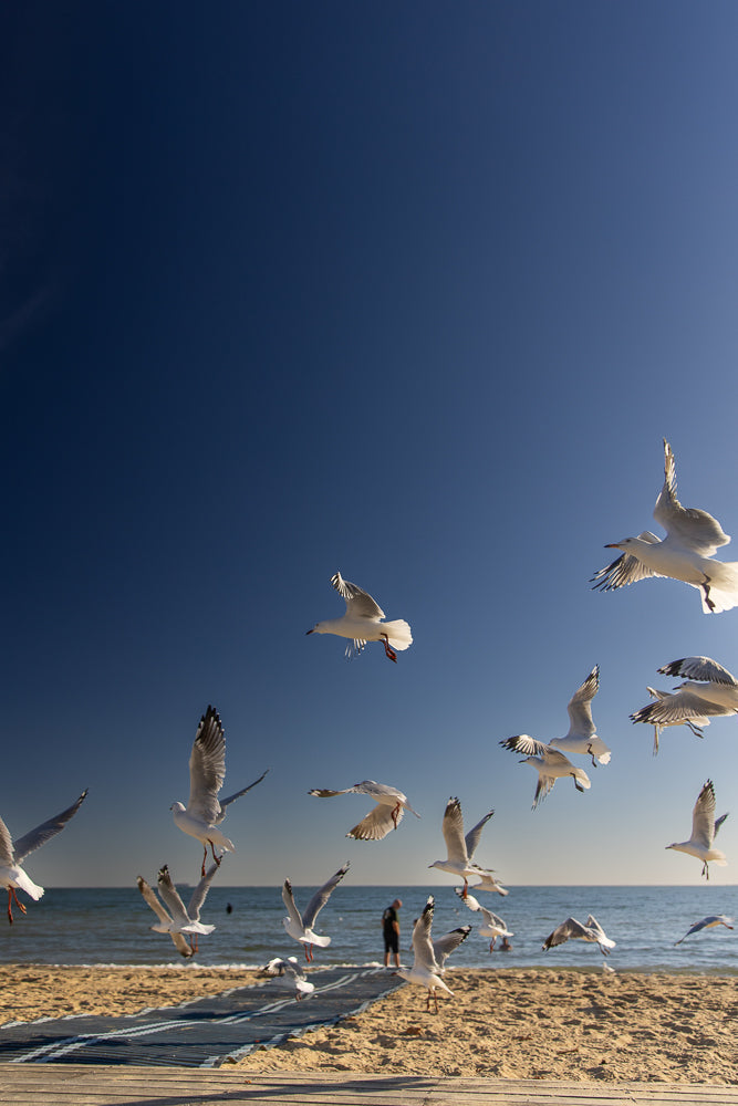 A flock of seagulls flies over a sandy beach with the ocean in the background under a clear blue sky. The birds are captured in various stages of flight, with wings spread and legs extended.