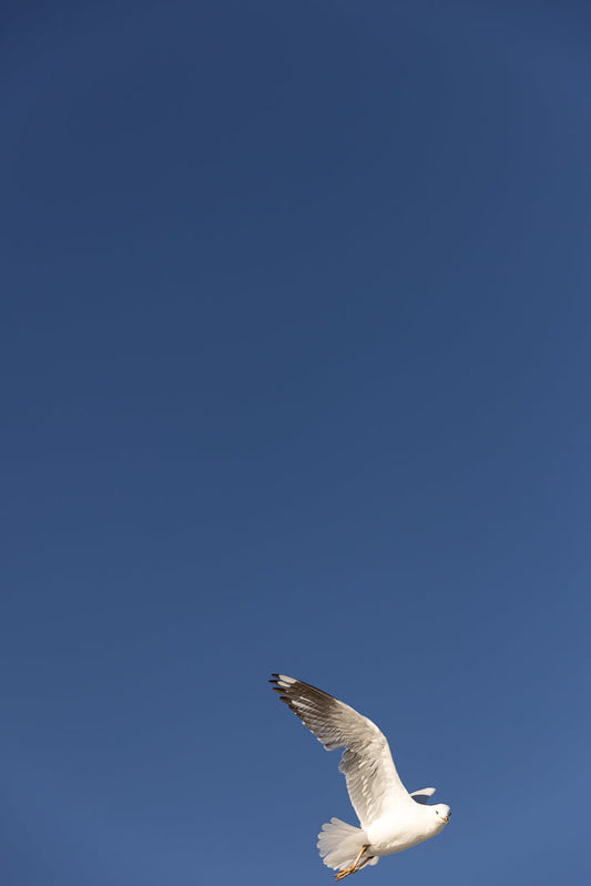 A seagull with white feathers and black-tipped wings soars against a clear blue sky. Its wings are spread wide, with the left wing angled upwards and the right wing angled downwards, showcasing the bird in mid-flight.