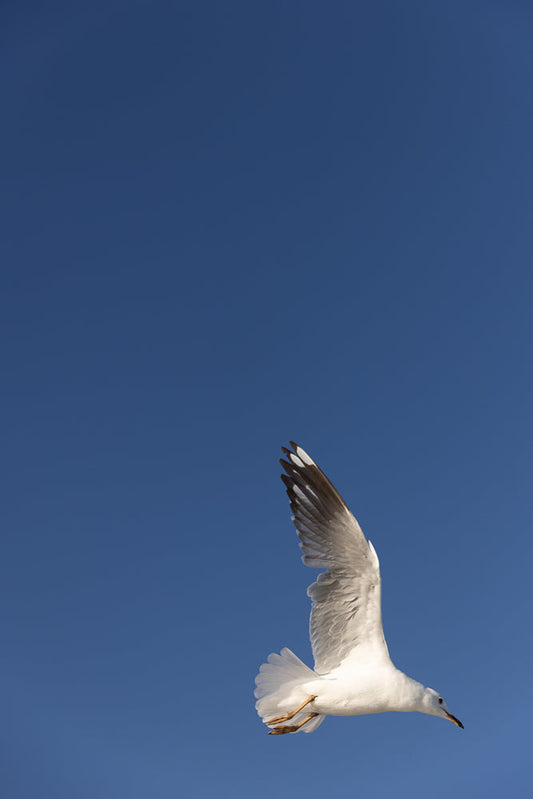A seagull in flight against a clear blue sky. The bird is captured mid-air, with its wings spread and feathers detailed. Its body is white, with dark tips on its wings and a yellow beak.
