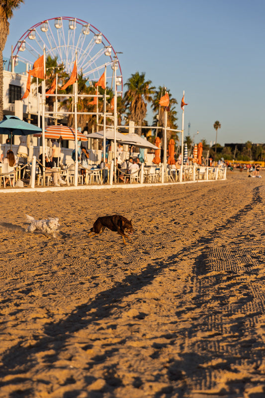 Two dogs run on a sandy beach with a Ferris wheel and outdoor cafe in the background. The sun is setting, casting long shadows on the sand.