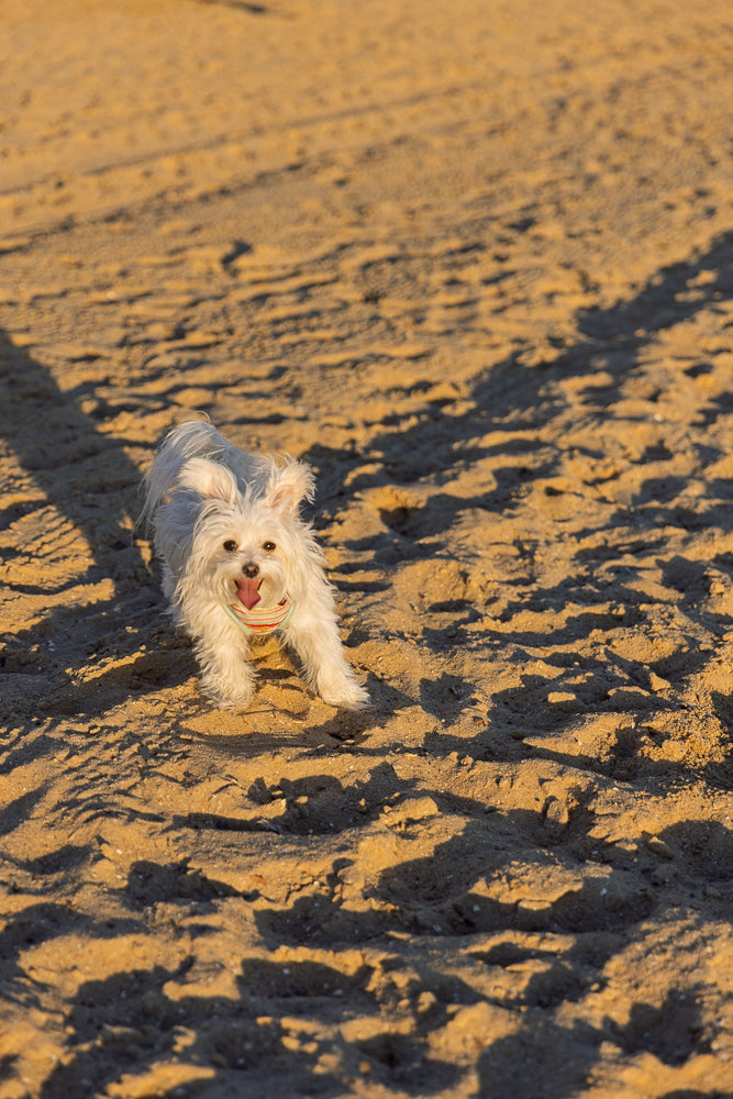 A small white dog with its tongue out runs on a sandy beach. The dog is wearing a colorful bandana. The sun casts long shadows across the sand.