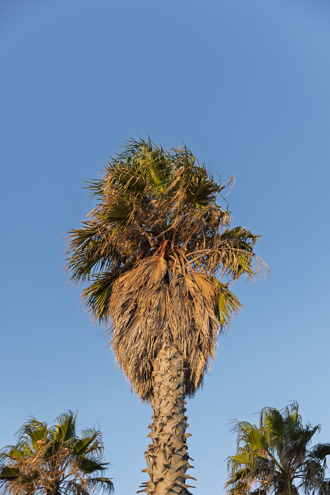A close-up, low-angle shot of a palm tree against a clear blue sky. The trunk is textured and rough, with dried fronds hanging down. The green leaves at the top are illuminated by sunlight.