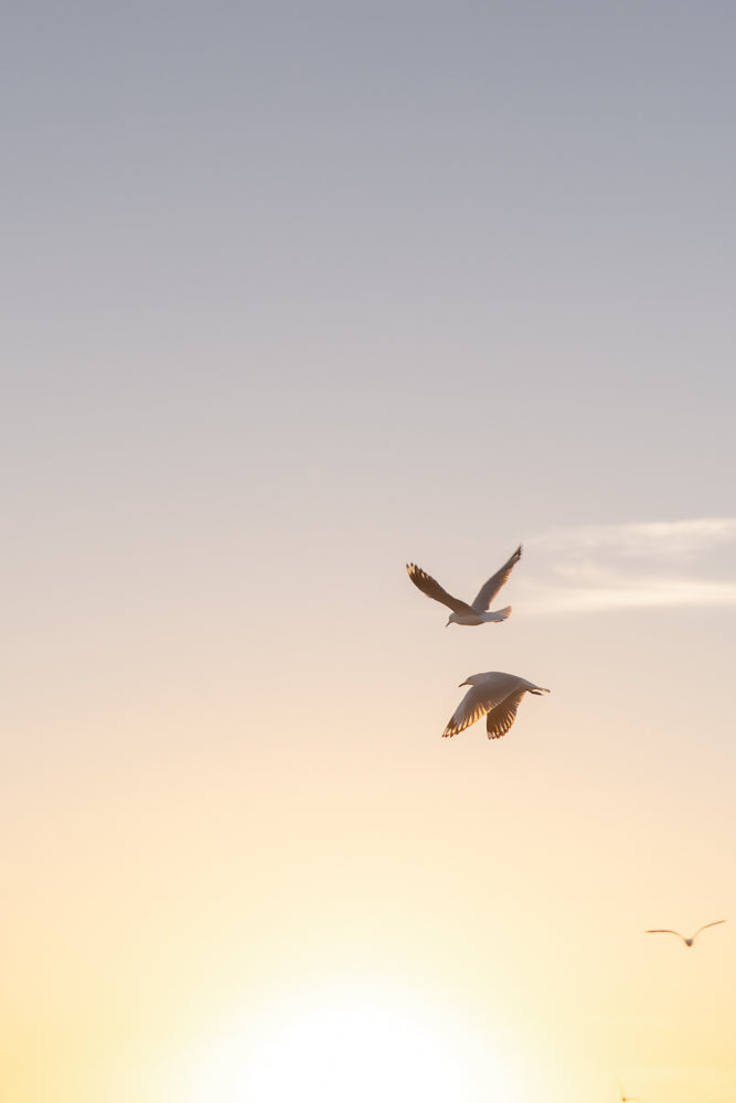 Two seagulls fly in the soft, golden light of a sunset. The sky is a gradient of pale blue to warm orange, with a thin wisp of cloud. The birds are silhouetted against the bright sky, their wings spread as they soar.