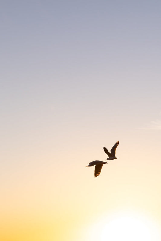Two seagulls fly in silhouette against a soft gradient sky of pale blue and warm yellow, suggesting either dawn or dusk.