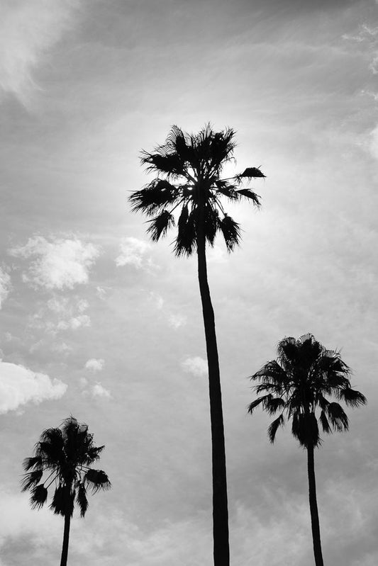 Three palm trees are silhouetted against a cloudy sky. The sun is behind the tallest palm tree, creating a halo effect around its fronds.