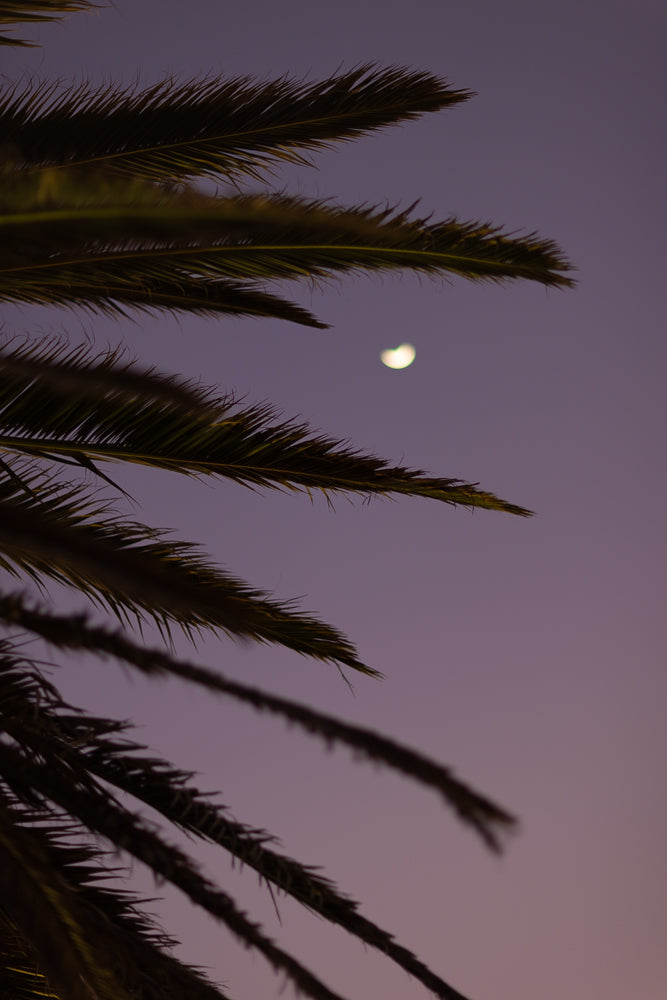 A crescent moon is visible in a dusky purple sky, partially obscured by the fronds of a palm tree in the foreground.