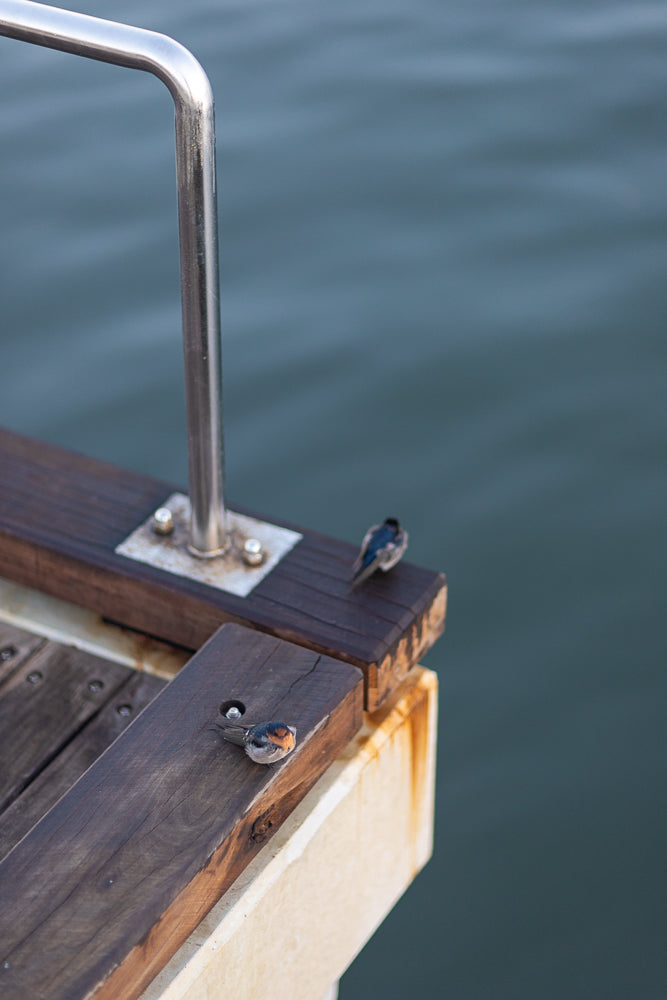 Two small swallows rest on a wooden pier railing. One bird is closer to the camera, facing left with its head down. The second bird is further away, facing right, with its back to the viewer.