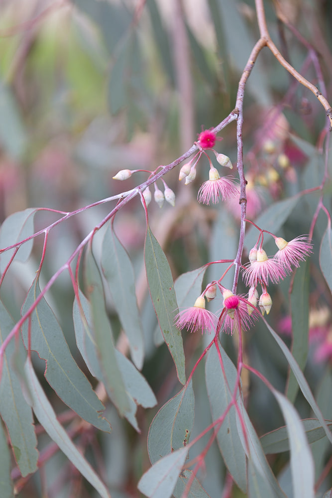 Close-up of a eucalyptus branch with delicate pink flowers and buds. The flowers have feathery stamens, and the leaves are long and slender with reddish stems.