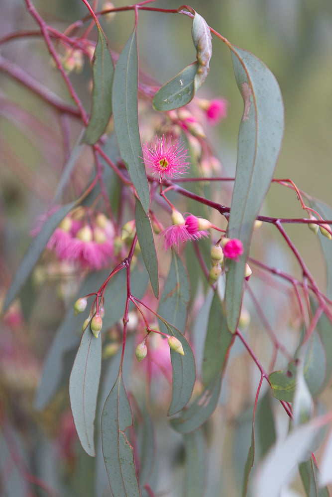 Close-up of a eucalyptus branch with delicate pink flowers and buds. The long, slender leaves are a muted green with reddish edges. The background is softly blurred, highlighting the natural beauty of the plant.