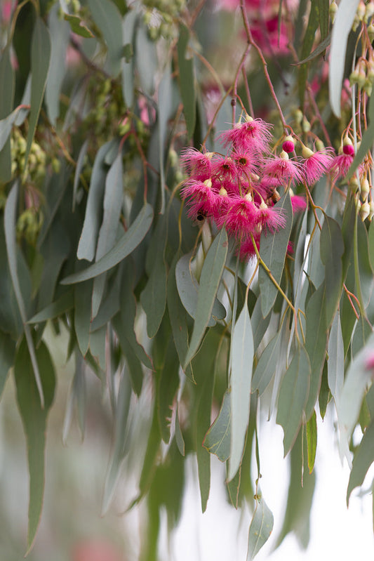A close-up shot of bright pink eucalyptus flowers with delicate stamens, set against a backdrop of soft green eucalyptus leaves. A bee is visible collecting nectar from one of the flowers.