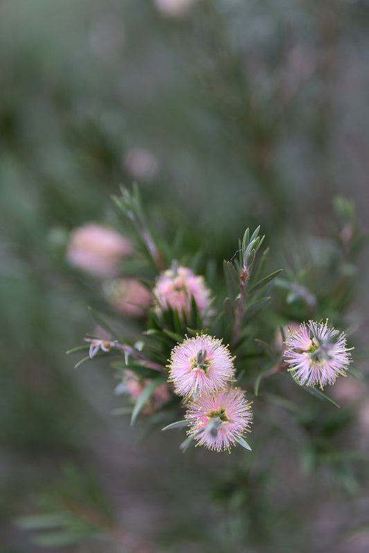 A close-up shot of a cluster of pale pink bottlebrush flowers with delicate yellow stamens, set against a soft, blurred green background.