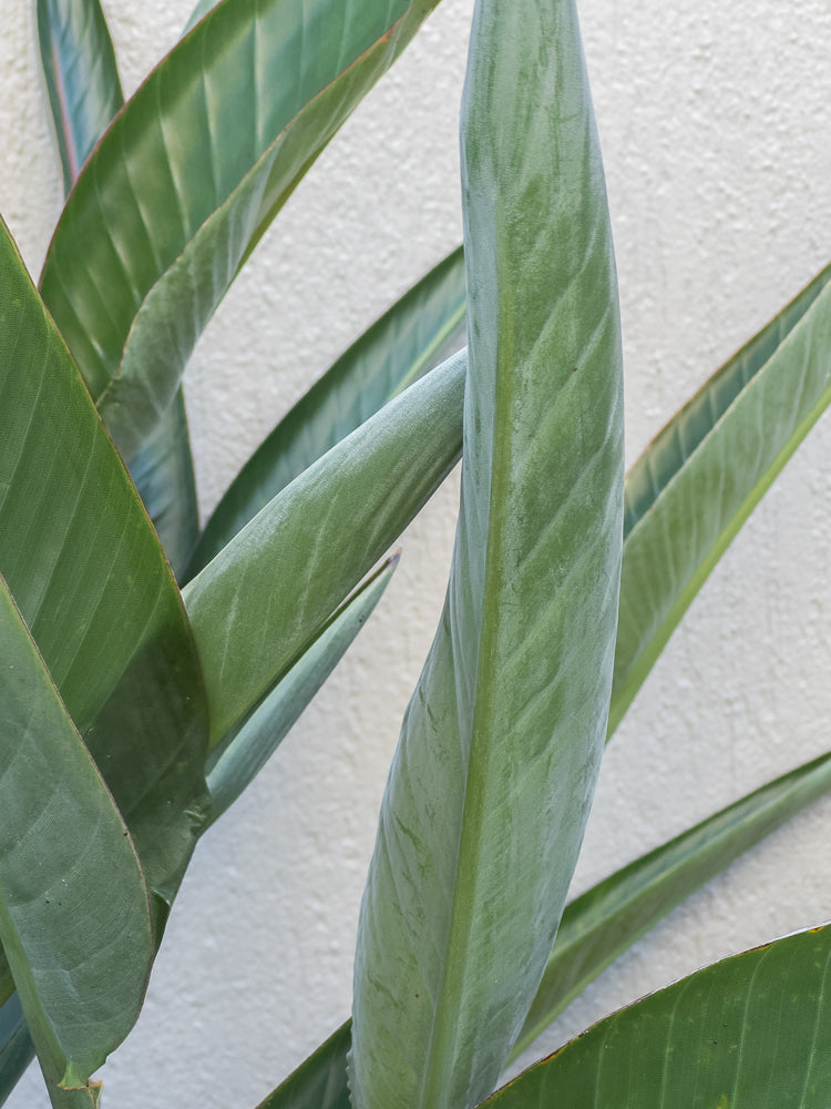 Close-up of large, green leaves with prominent veins against a textured, off-white background. The leaves are slightly curved and overlap, creating a sense of depth.