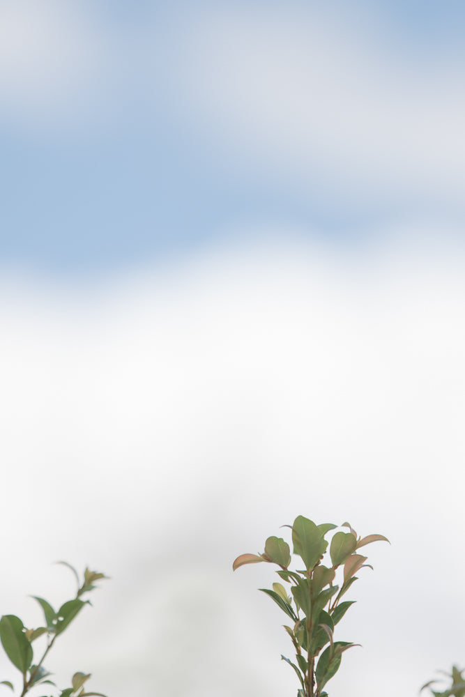 A close-up shot of a plant with green leaves against a blurred blue and white sky. The plant is in focus, while the sky is out of focus, creating a soft background.