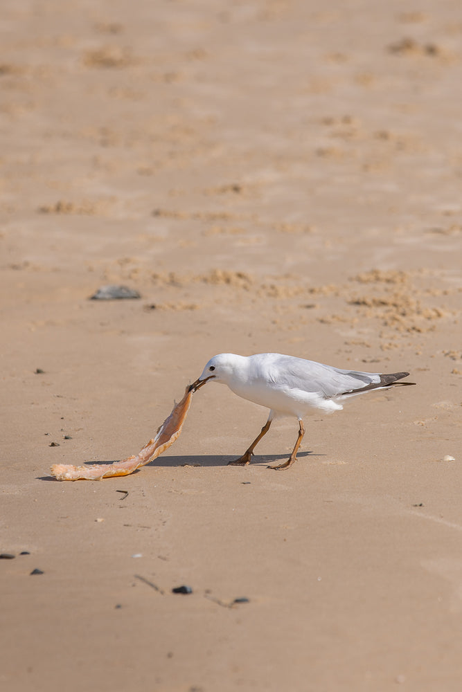 A white seagull stands on a sandy beach, holding a piece of fish in its beak.