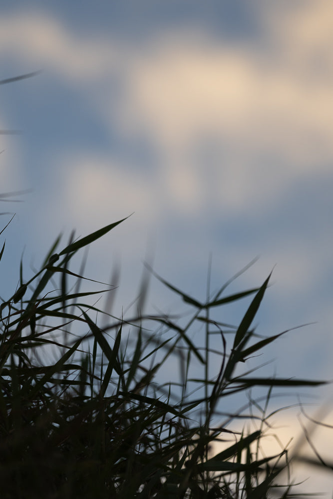 A close-up shot of dark green grass blades silhouetted against a soft blue sky with wispy clouds.