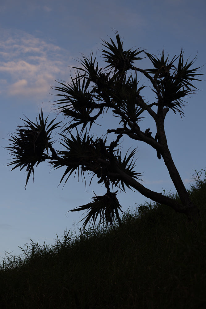 Silhouette of a pandanus tree with spiky leaves against a twilight sky with wispy clouds. The tree is on a grassy slope.