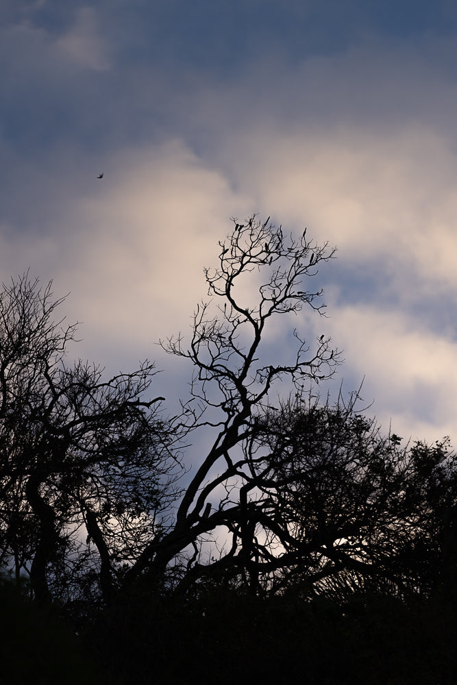 Silhouette of a bare tree against a cloudy sky at dusk. A bird is flying in the distance.