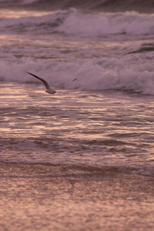 A seagull flies over the ocean waves at sunset. The water reflects the warm colors of the sky, creating a serene and beautiful scene.