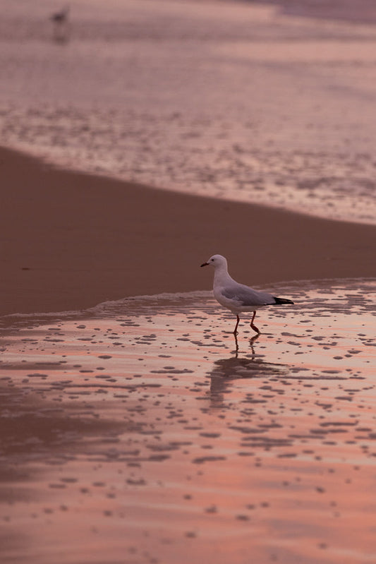 A lone seagull walks along a wet sandy beach at sunset. The water reflects the pink and orange hues of the sky, creating a serene and tranquil scene.