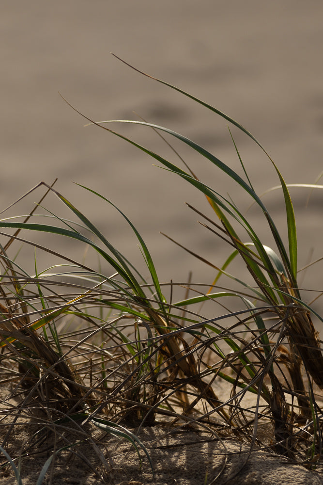Close-up of dry and green blades of grass growing out of sandy ground. The background is a soft blur of beige sand.