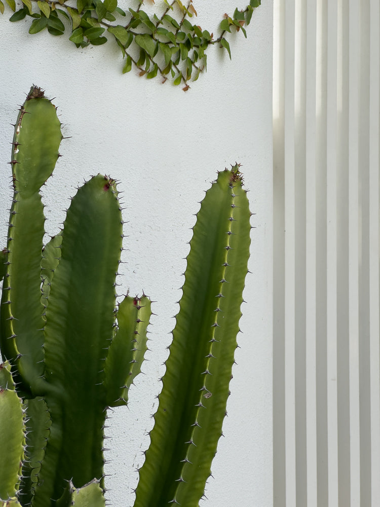A tall, green cactus with sharp spines stands against a textured white wall. A vine with small green leaves grows along the top of the wall. To the right of the cactus, a white column with vertical grooves is visible.